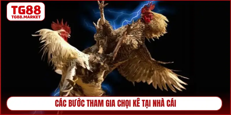 Các bước tham gia chọi kê tại nhà cái