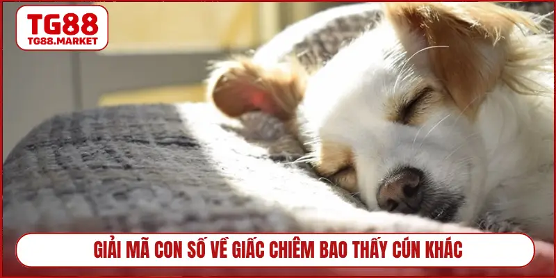 Giải mã con số về giấc chiêm bao thấy cún khác
