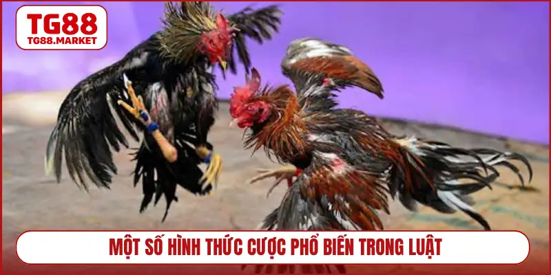 Một số hình thức cược phổ biến trong luật